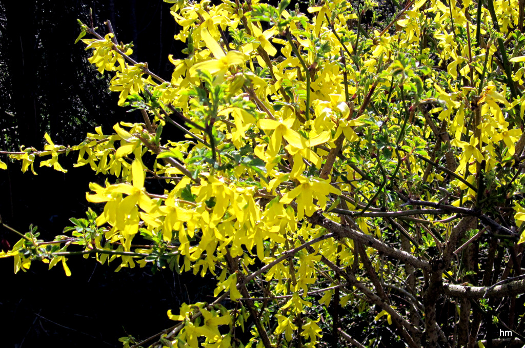 Die Forsythien blühen in Idyllistan!