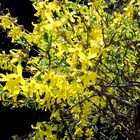 Die Forsythien blühen in Idyllistan!