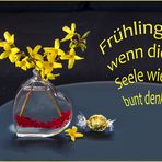 Die Forsythien blühen wieder -