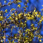 Die Forsythien (Forsythia)