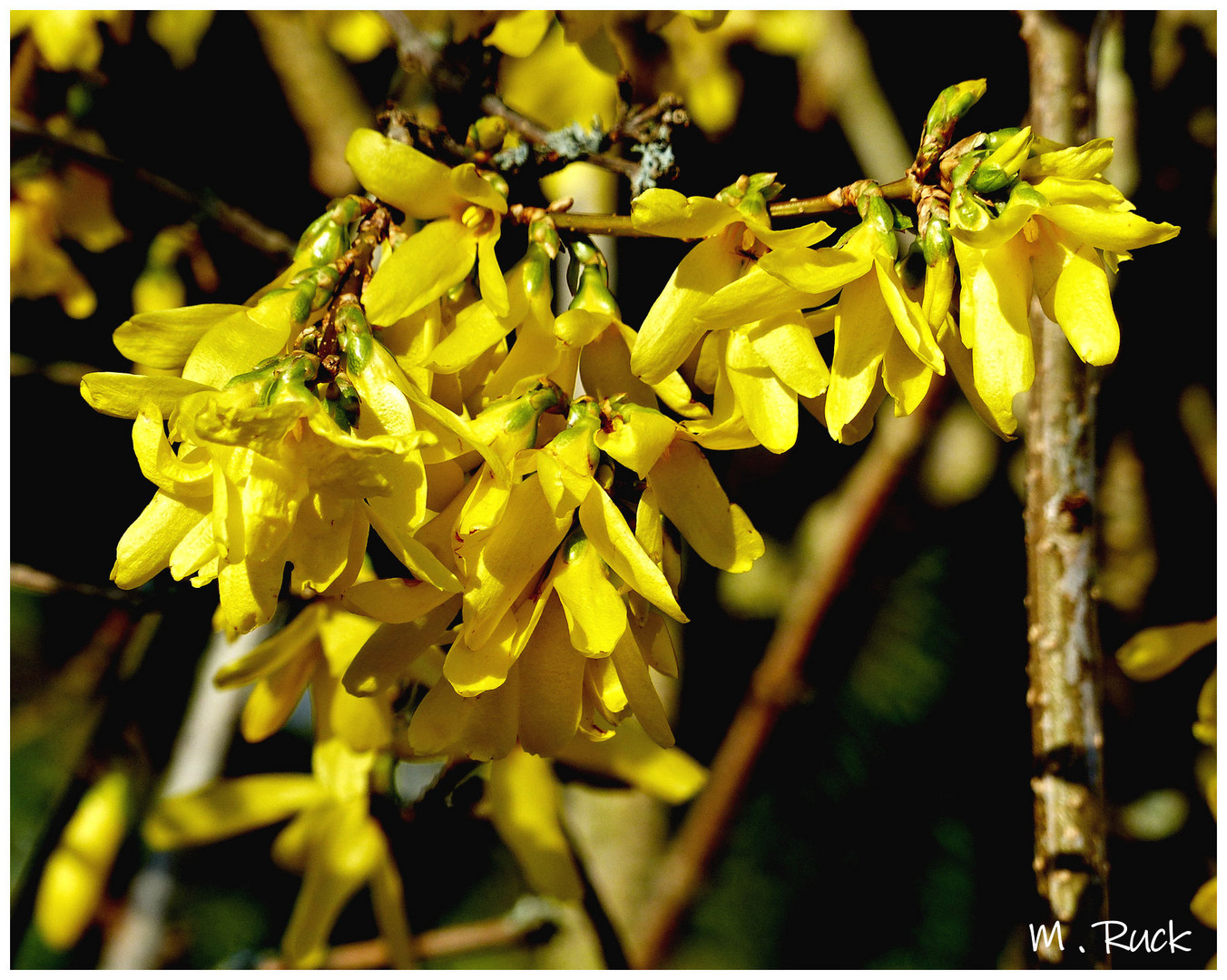 Die Forsythien stehen in voller Blüte !