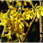 Die Forsythien stehen in voller Blüte !