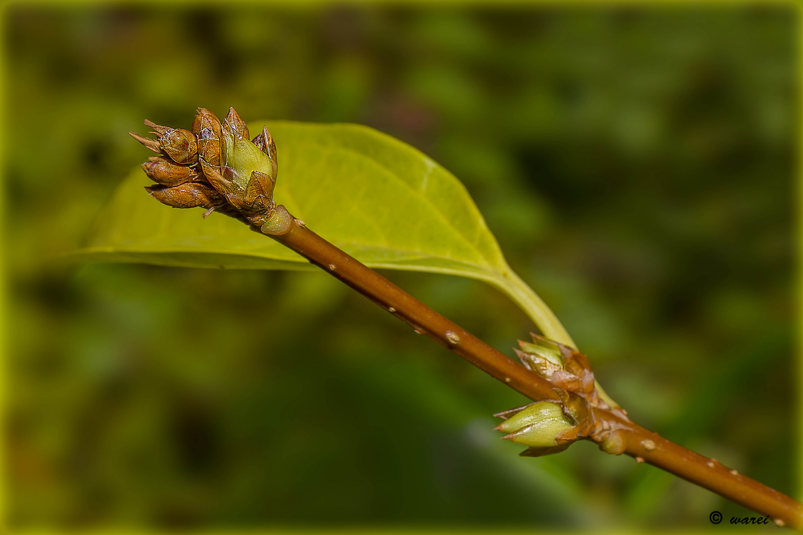 Die Forsythienknospen ...