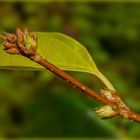 Die Forsythienknospen ...