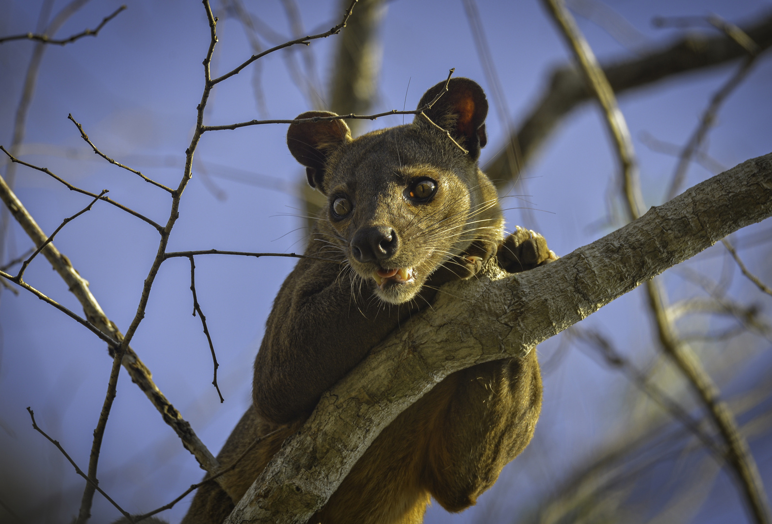 DIE FOSSA Foto & Bild africa, madagascar, eastern africa Bilder auf