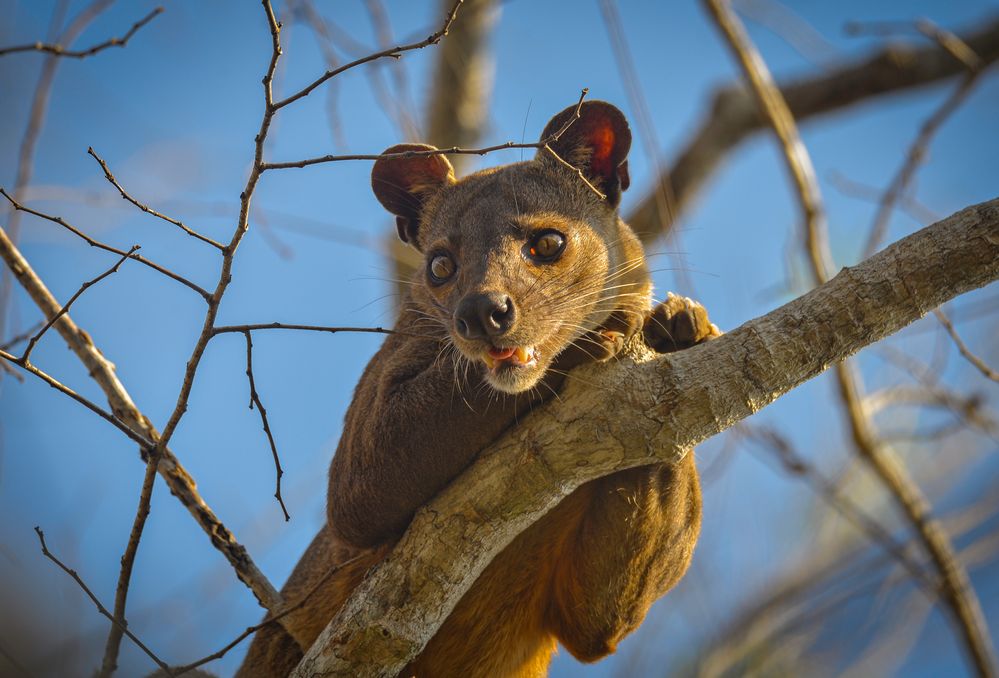 DIE FOSSA 