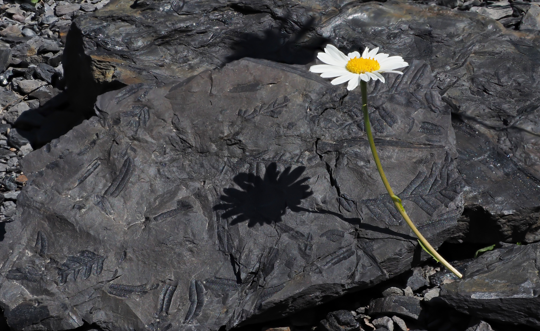 Die Fossilienabdrücke