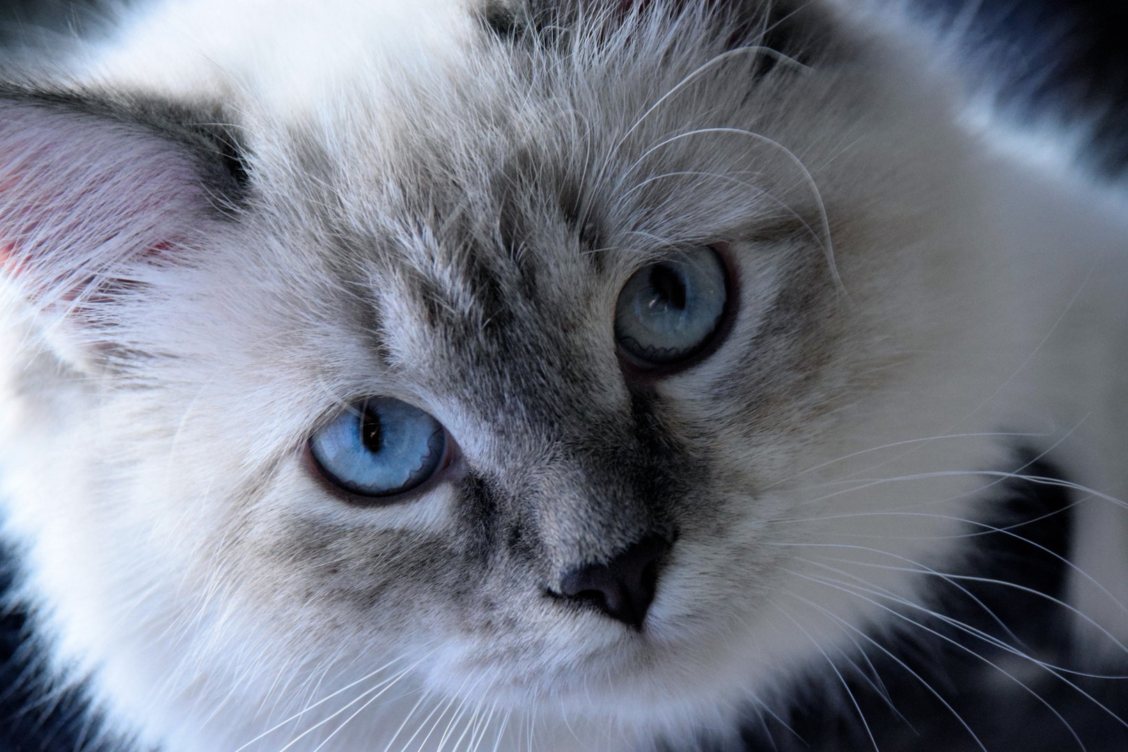 Die fotogene Neva Masquarade Foto & Bild tiere, haustiere, katzen