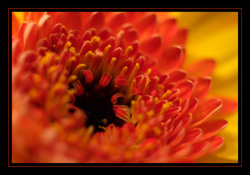 Die fotografische Verwertung vom Blumenstrauß am Valentinstag :)