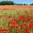 Die Franken können auch Mohn