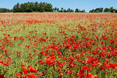 Die Franken können auch Mohn