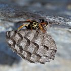 Die Französische Feldwespe (Polistes dominulus) behütet ihr Nest. - Polistes dominulus, une femelle.