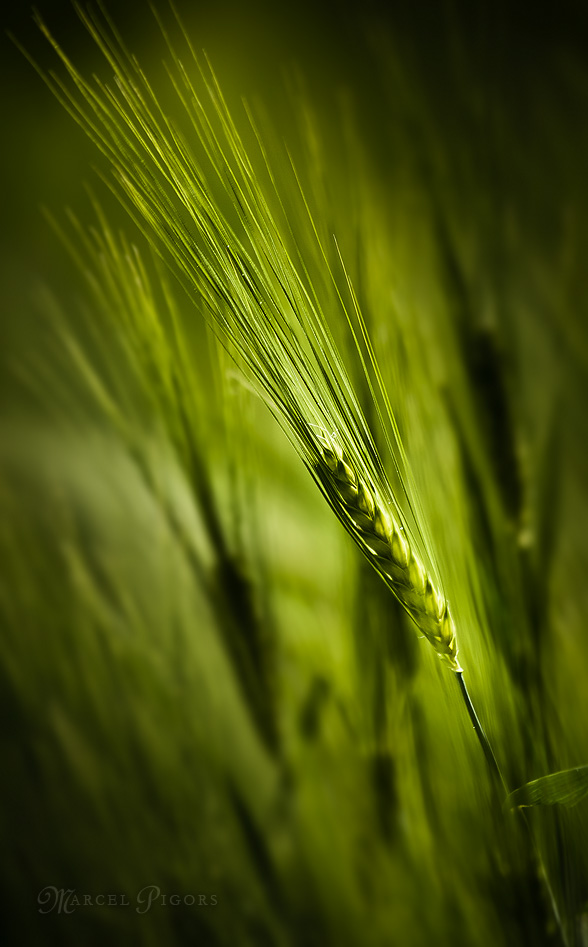 Die Frau im Feld