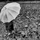 Die Frau mit dem Regenschirm; erinnert sich an einen Tag im Artischockenfeld mit Mohnblumen  (23)