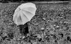 Die Frau mit dem Regenschirm; erinnert sich an einen Tag im Artischockenfeld mit Mohnblumen  (23)