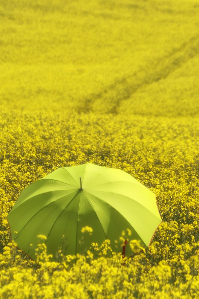 Die Frau mit dem Regenschirm hat sich im Rapsfeld verlaufen  (43)