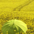 Die Frau mit dem Regenschirm hat sich im Rapsfeld verlaufen  (43)