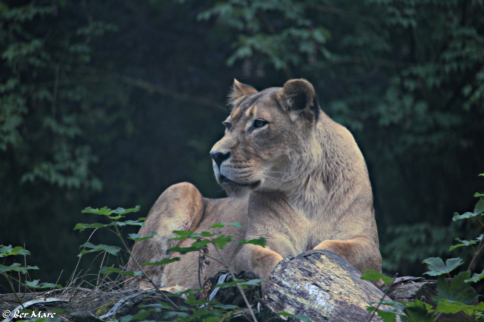 Die Frau vom König der Tiere