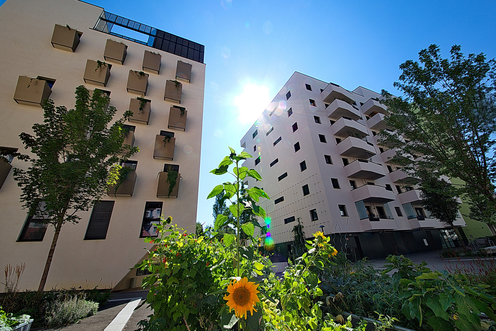 Die freche Sonnenblume in der architektonischen Landschaft