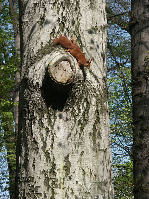 Die frechen Eichhörnchen