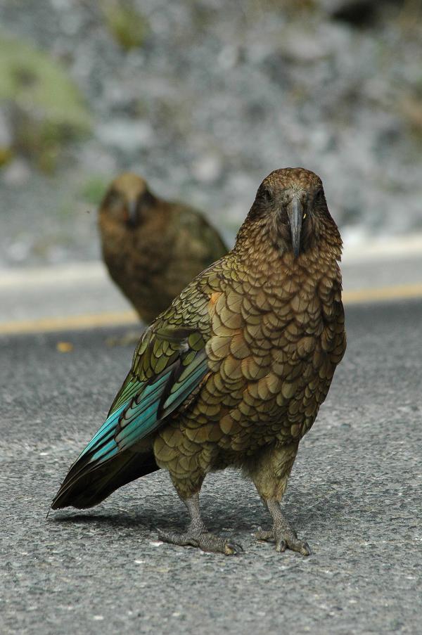 Die frechen Kea`s beim Homer Tunnel