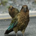 Die frechen Kea`s beim Homer Tunnel