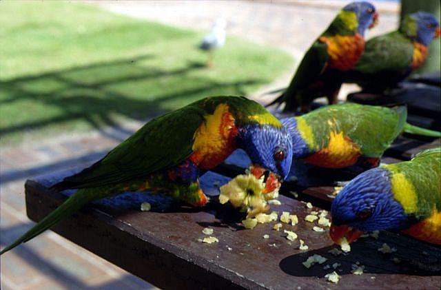 Die frechen Rainbow Lorikeets auf Fitzroy Island.