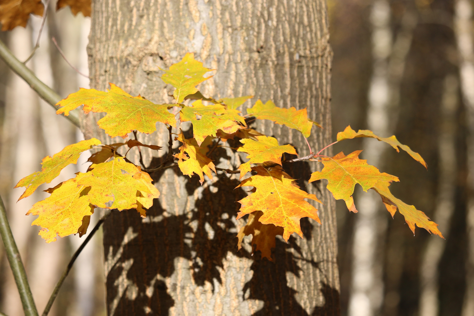 Die frechen Seitenblätter im Herbst