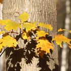 Die frechen Seitenblätter im Herbst