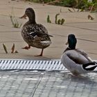 die Freibadsaison ist eröffnet----aber nur für Enten