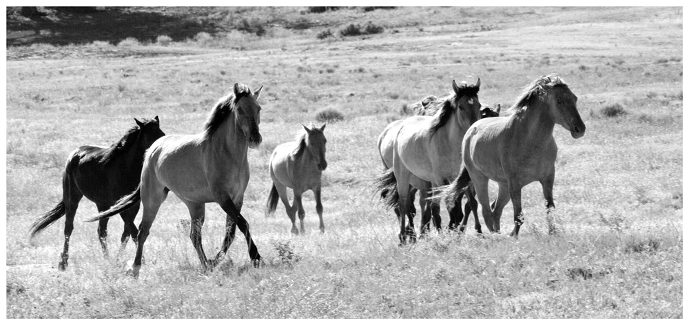 die freien Mustangs