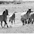 die freien Mustangs