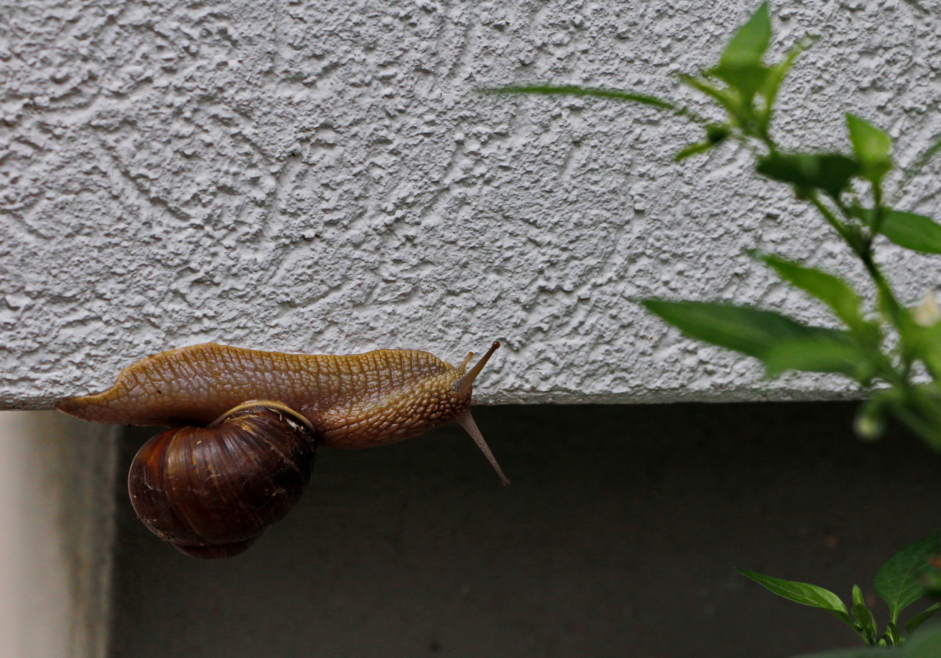 Die Freiheit der Schnecke.