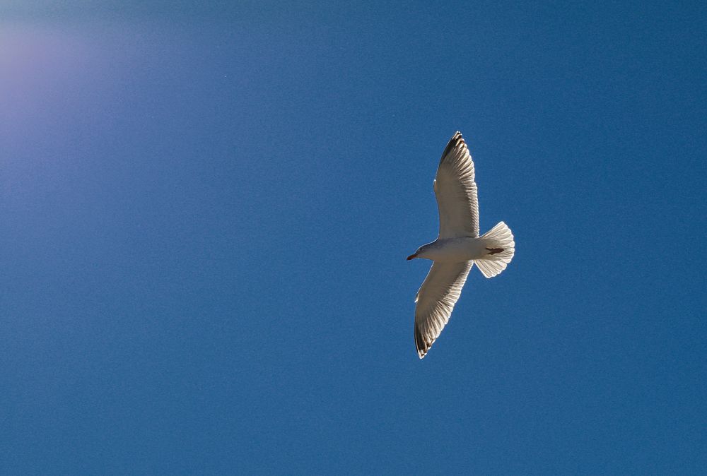 Die Freiheit des Fliegens