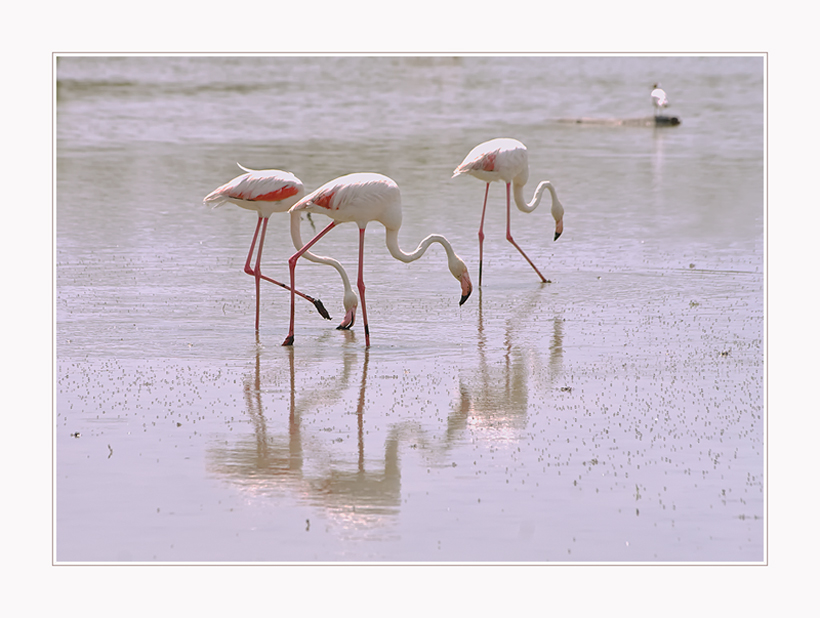 Die freilebenden Flamingos