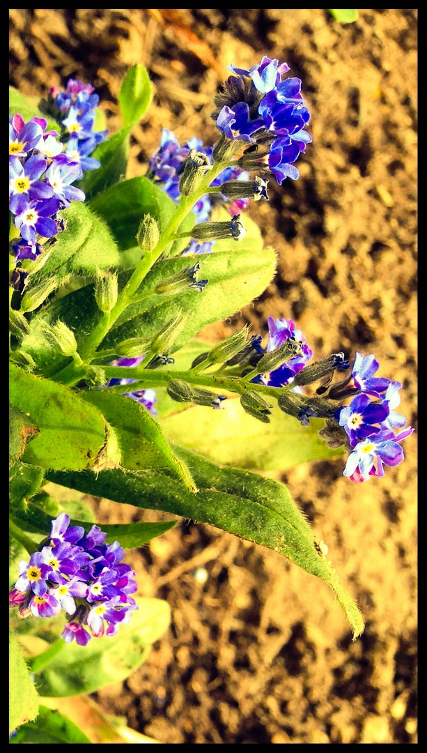 Die Freitagsblümchen