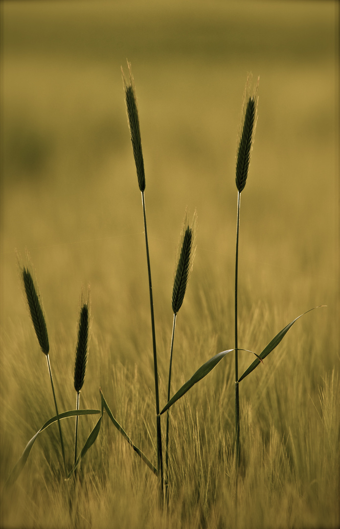 Die fremde im Feld