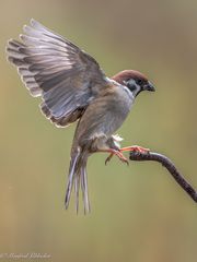 die fressen mich noch arm ...