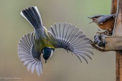 die fressen mich noch arm ...