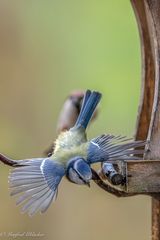 die fressen mich noch arm ...