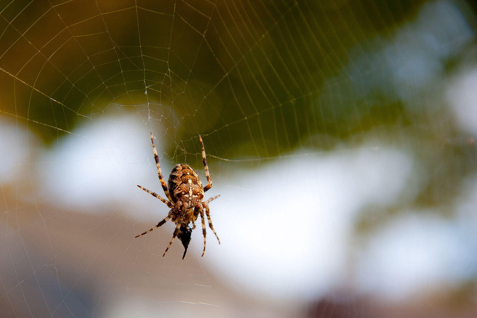 Die fressende Spinne