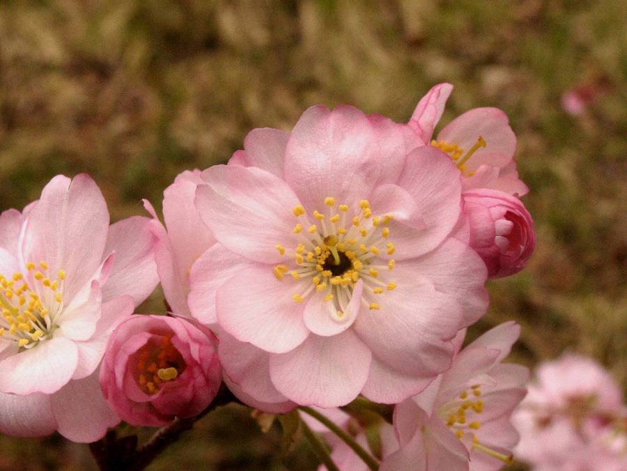 die Freude am Frühling : Farbenpracht