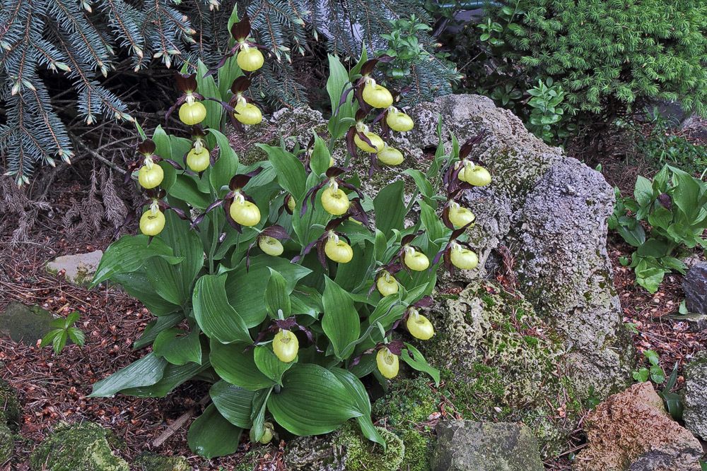 Die Freude an Cypripedium calceolus wird mit seinem jährlichen wachsen immer größer...