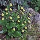 Die Freude an Cypripedium calceolus wird mit seinem jährlichen wachsen immer größer...