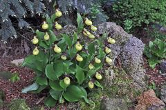 Die Freude an Cypripedium calceolus wird mit seinem jährlichen wachsen immer größer...