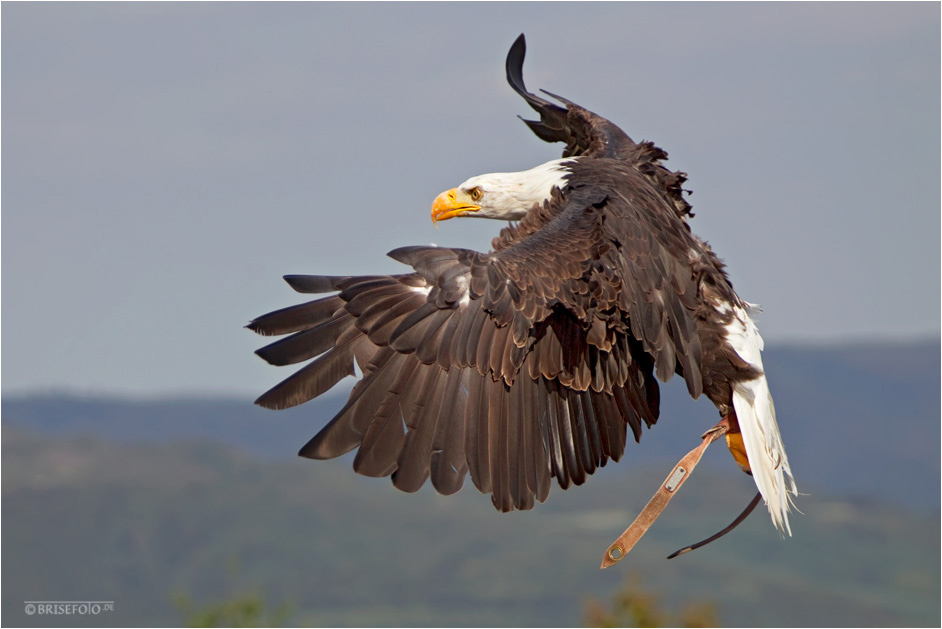 Die Freude des Fliegens....