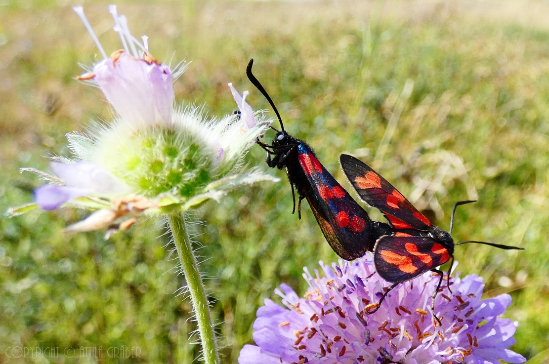 Die Freuden des Sommers: 1. Akt, 2. Szene