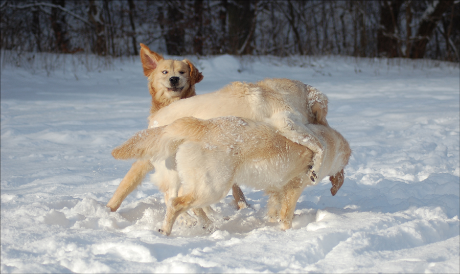 Die Freuden des Winters