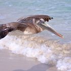 Die freundliche Begleitung bei meinem Strandspaziergang