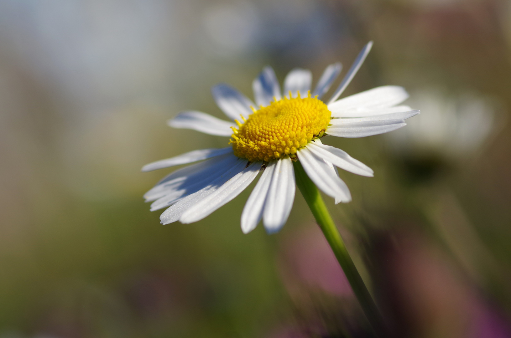 Die freundliche Blume_1